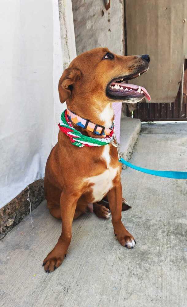 Enlarge JOEY (FOSTERED), a Adoptable mixed breed in Langley, BC image 3/6