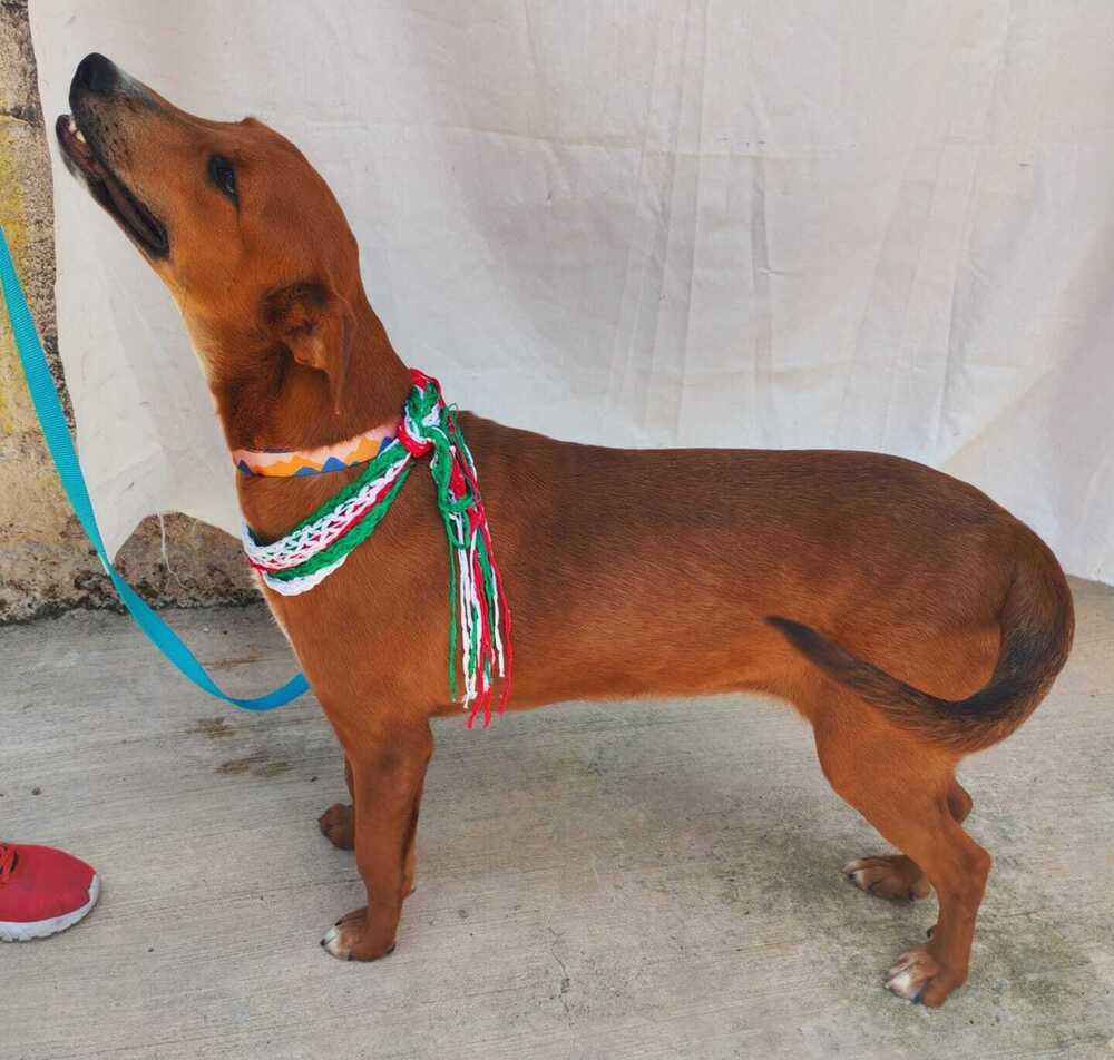 Enlarge JOEY (FOSTERED), a Adoptable mixed breed in Langley, BC image 5/6
