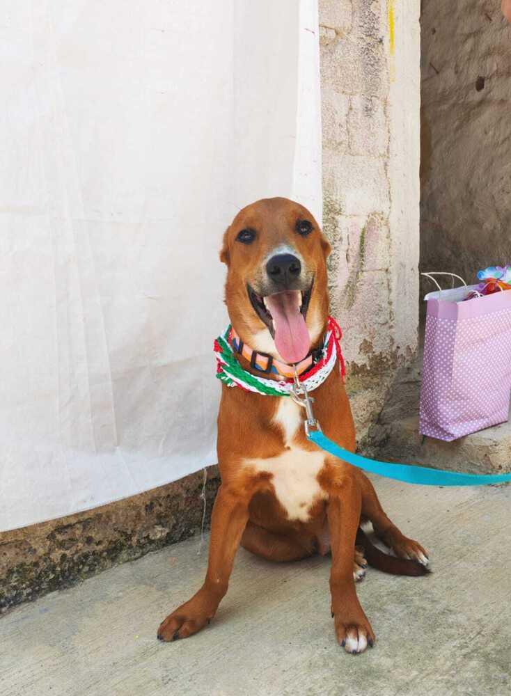 Enlarge JOEY (FOSTERED), a Adoptable mixed breed in Langley, BC image 6/6