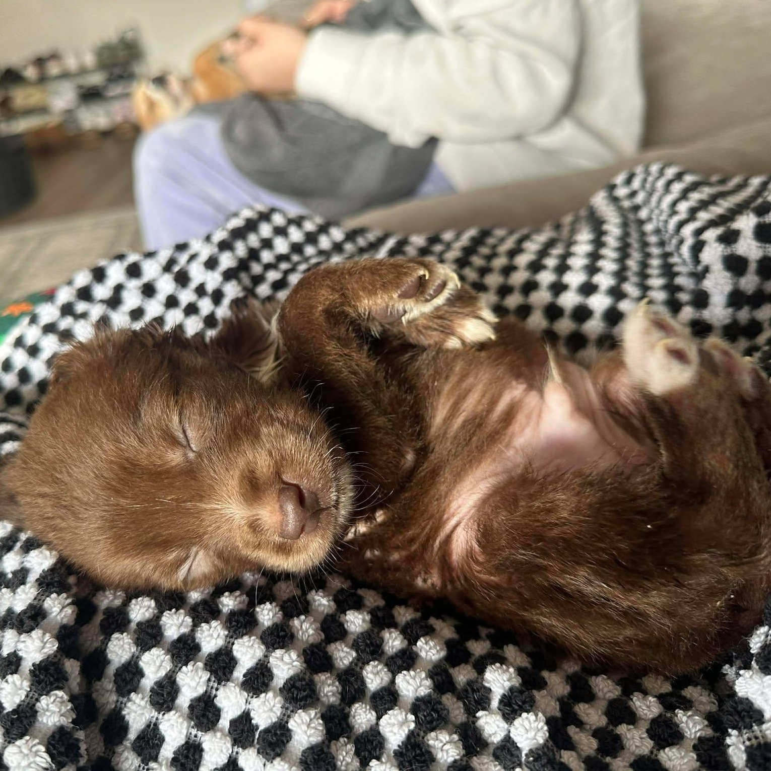 Enlarge Bear, an adopted Mixed Breed in Rochester, NY image 4/5