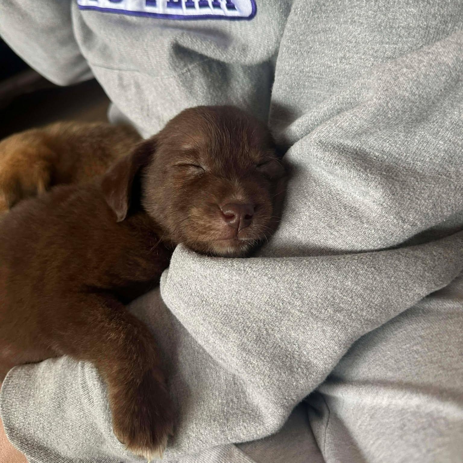 Enlarge Bear, an adopted Mixed Breed in Rochester, NY image 2/5