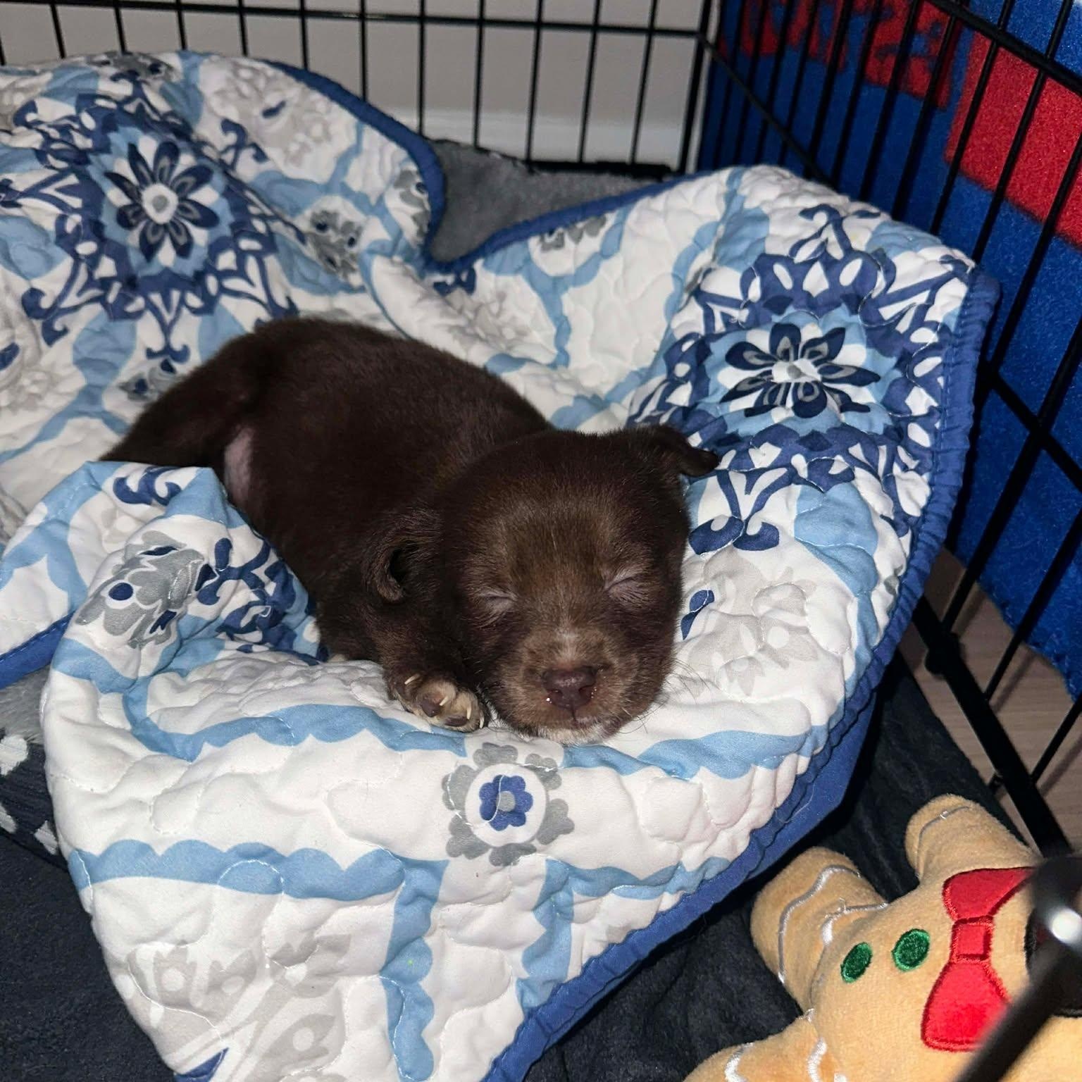 Enlarge Bear, an adopted Mixed Breed in Rochester, NY image 3/5