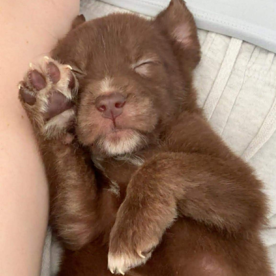 Enlarge Bear, an adopted Mixed Breed in Rochester, NY image 1/5
