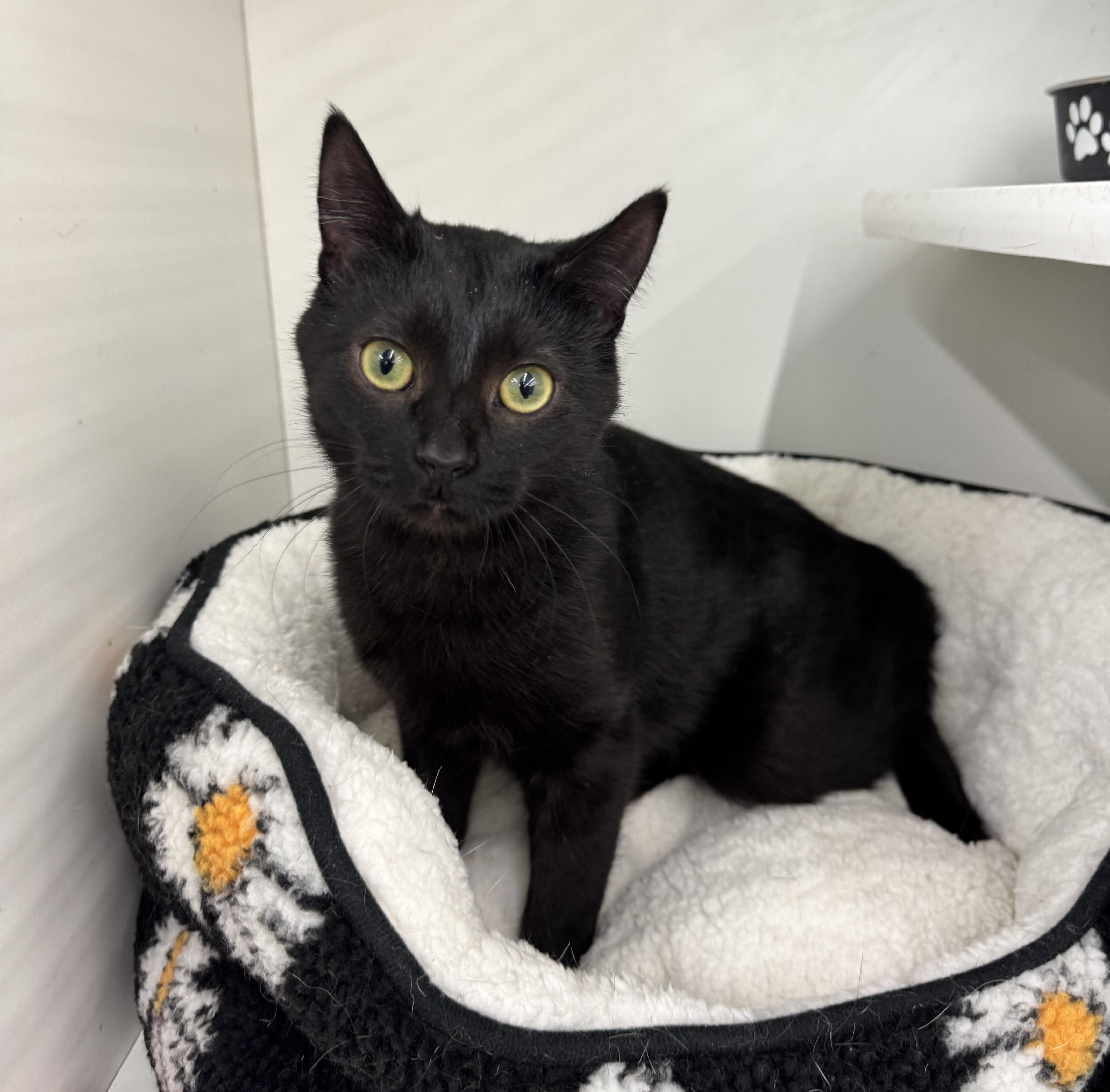 Enlarge Cole, an adopted Domestic Short Hair in Chicago, IL image 2/2