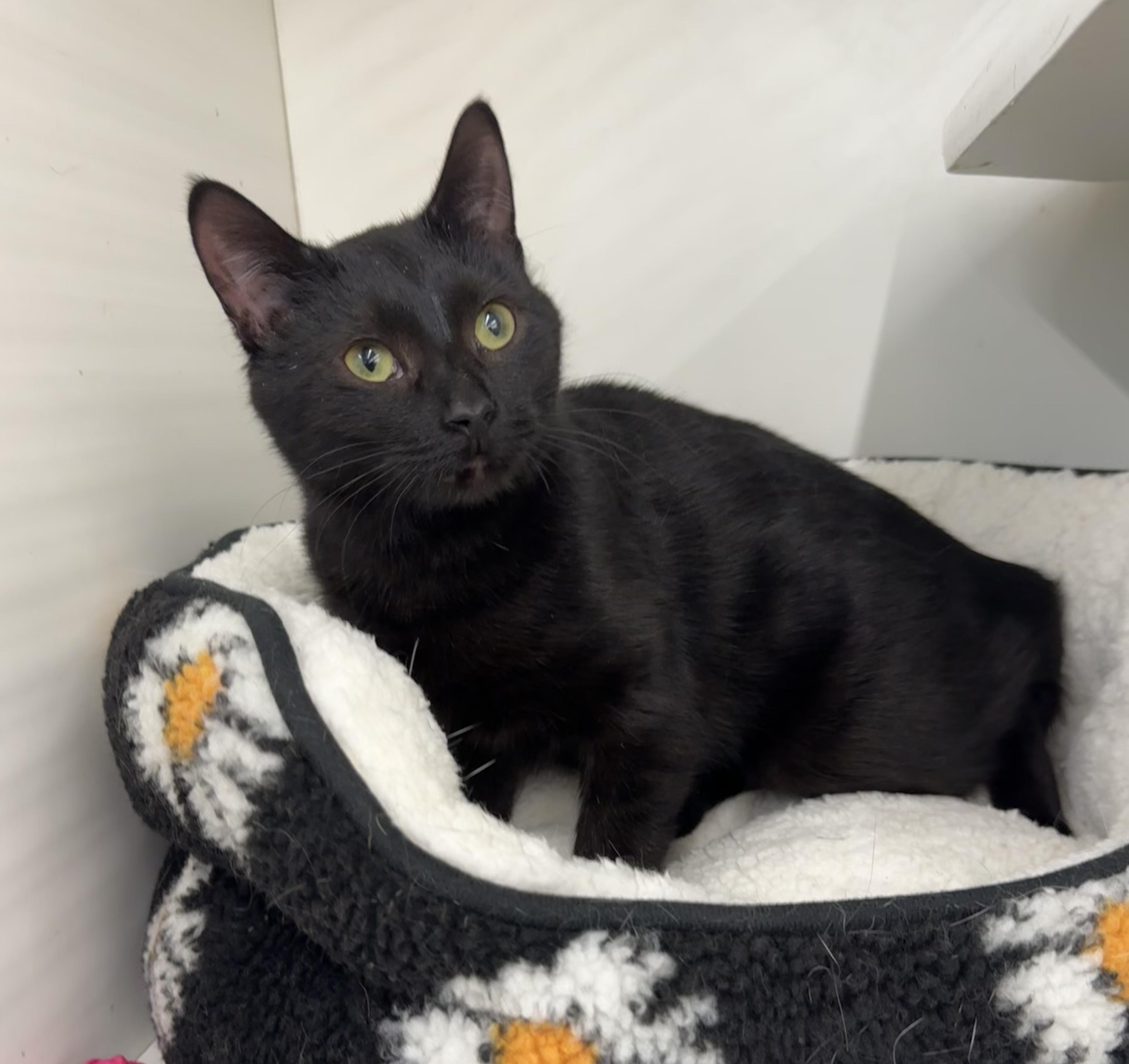 Cole, adopted, Young Female Domestic Short Hair.