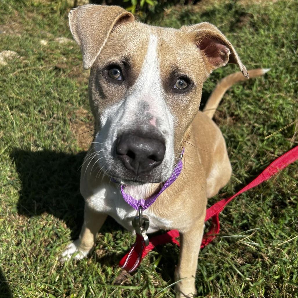 Enlarge Toby, a Adoptable Mixed Breed in Spruce Pine, NC image 1/3
