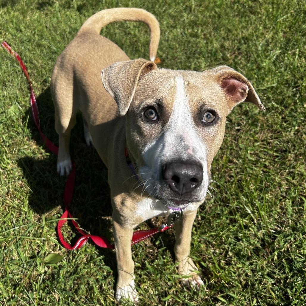 Enlarge Toby, a Adoptable Mixed Breed in Spruce Pine, NC image 2/3