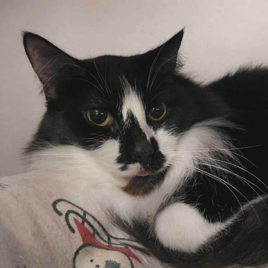 Lacy, Adoptable, Adult Female Domestic Long Hair.