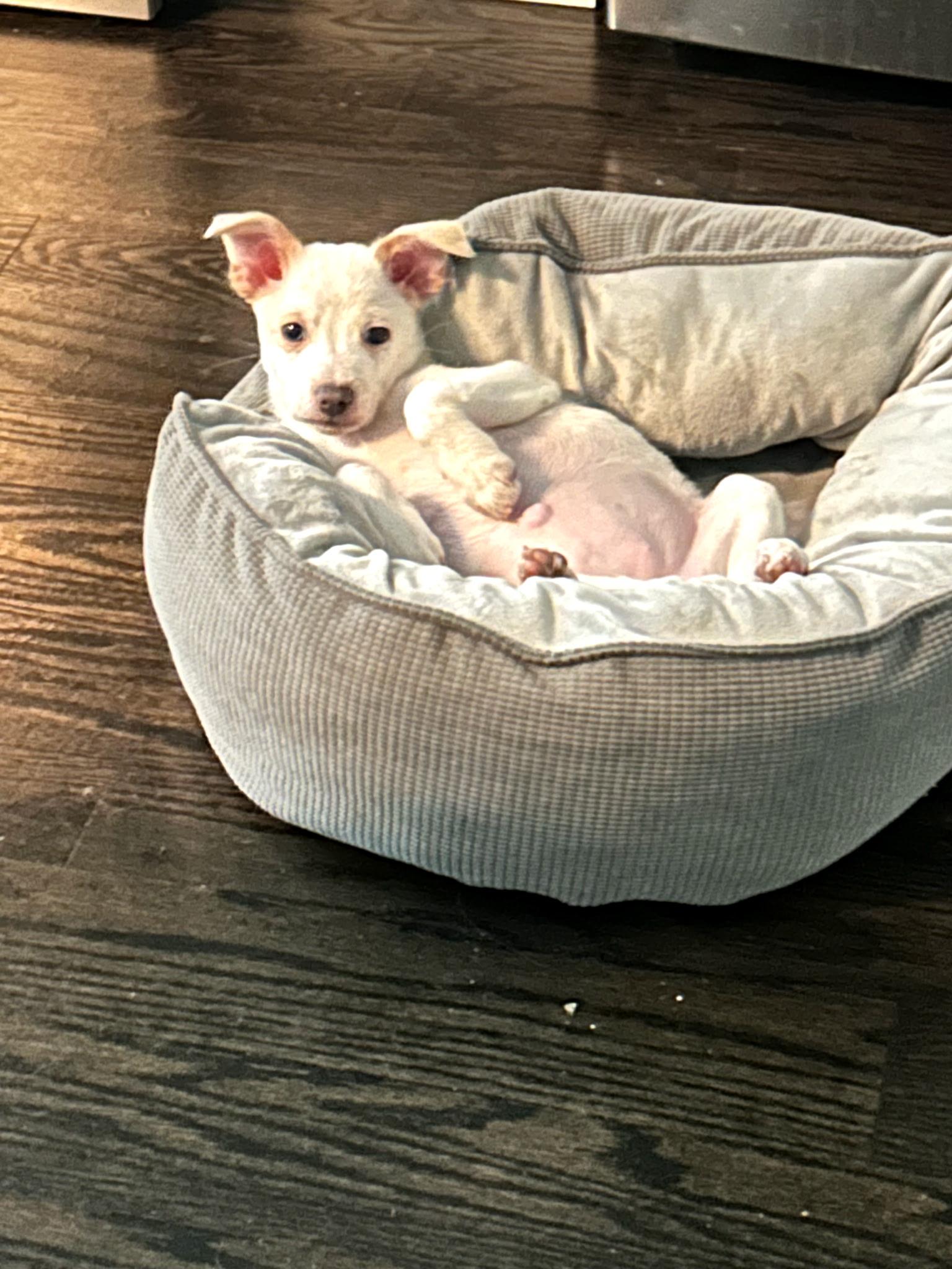 Enlarge Ivy, a ADOPTABLE mixed breed in Crystal Lake, IL image 4/4