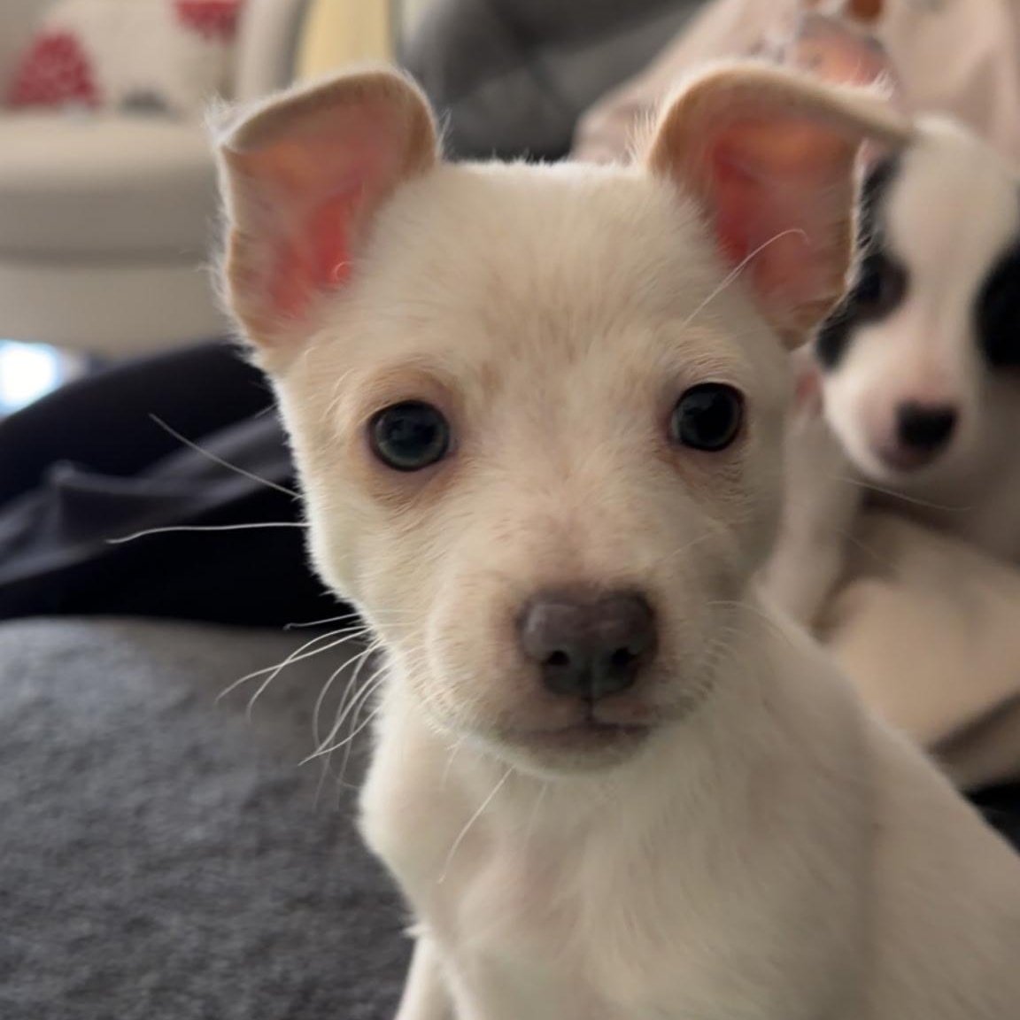 Ivy, ADOPTABLE, Puppy Female Chihuahua & Rat Terrier.