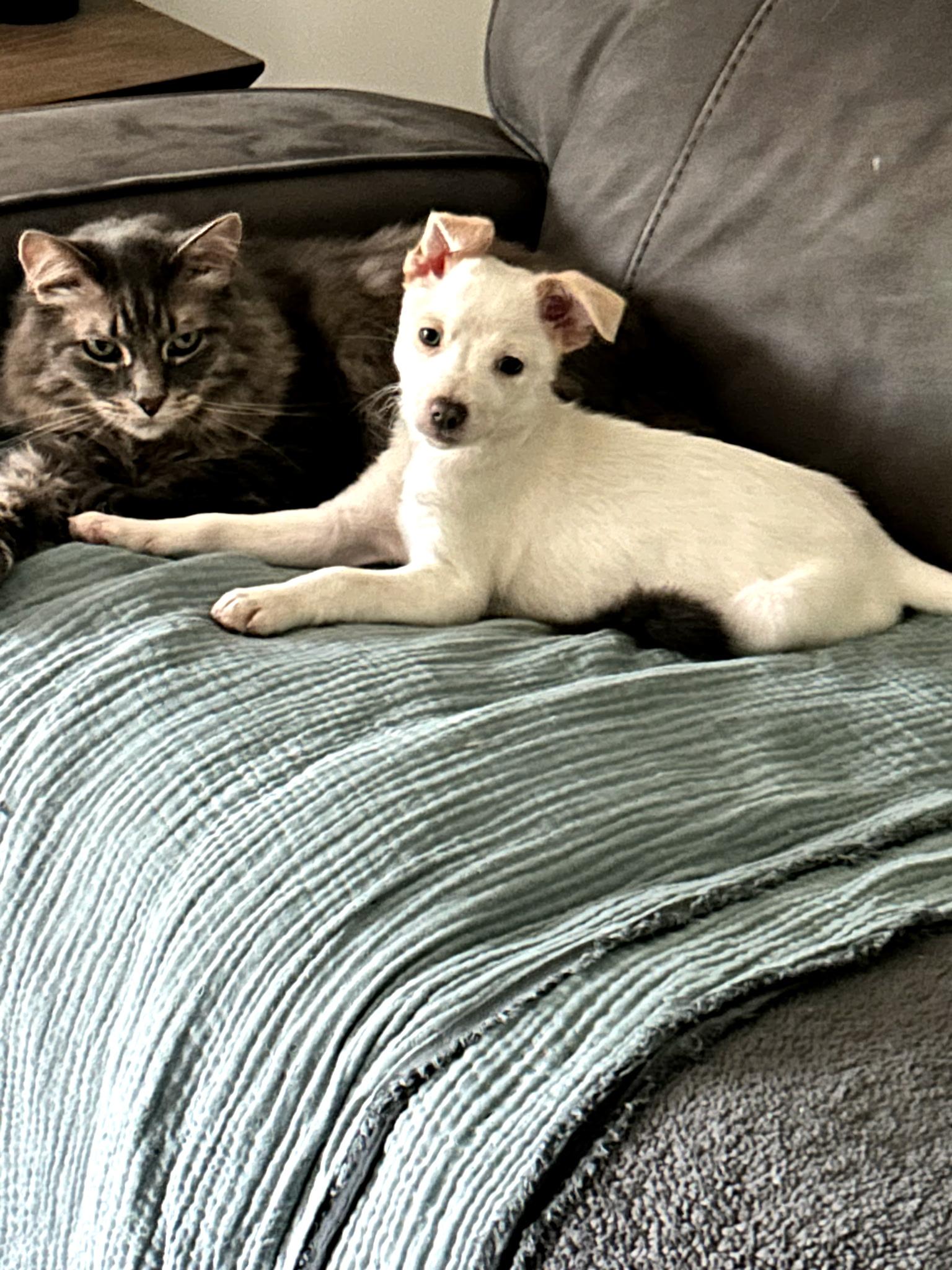 Enlarge Ivy, a ADOPTABLE mixed breed in Crystal Lake, IL image 2/4