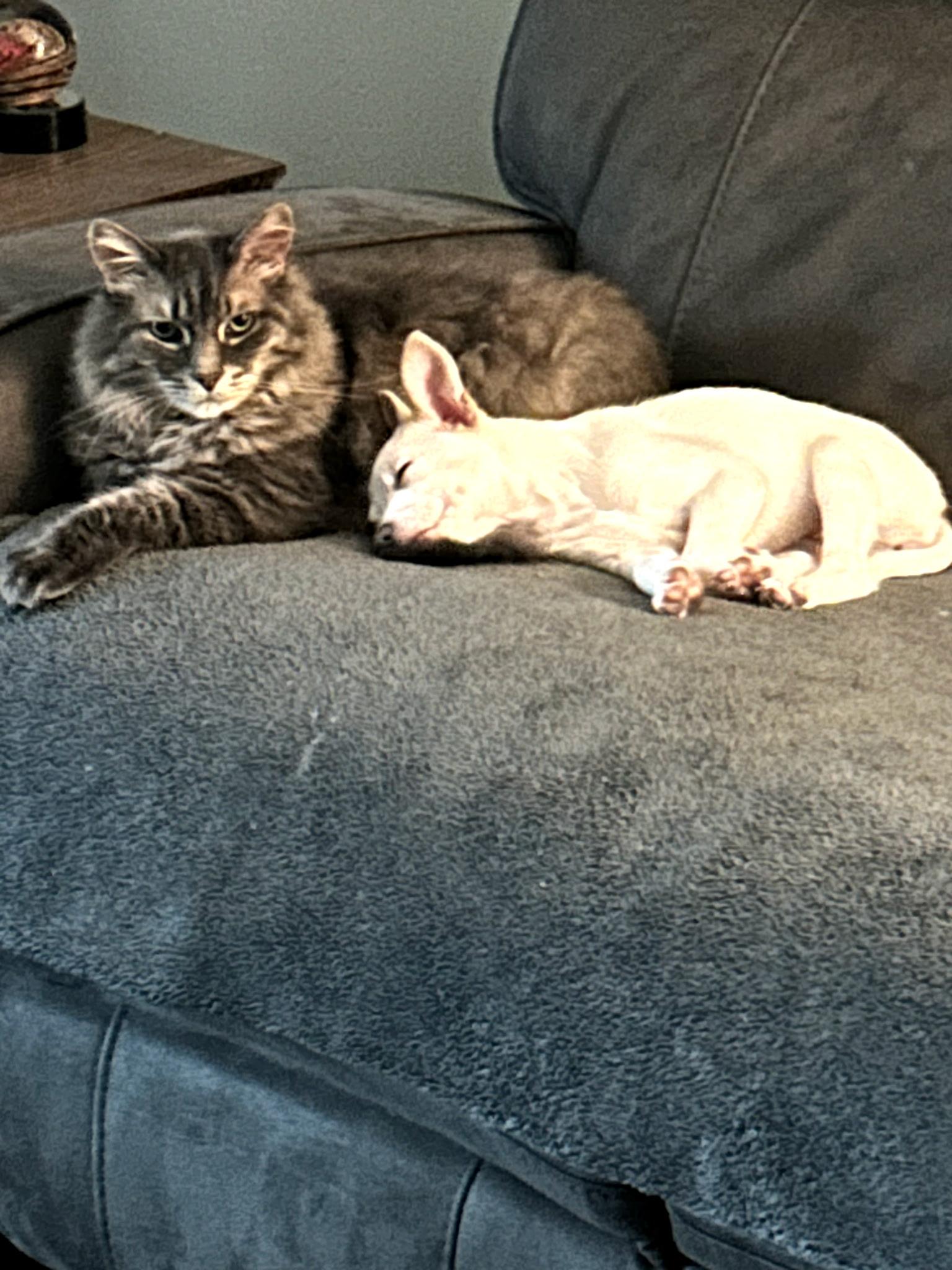 Enlarge Ivy, a ADOPTABLE mixed breed in Crystal Lake, IL image 3/4