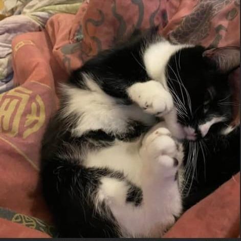 Enlarge Gomez Ortiz, a Adoptable Domestic Short Hair in Winchester, VA image 1/1