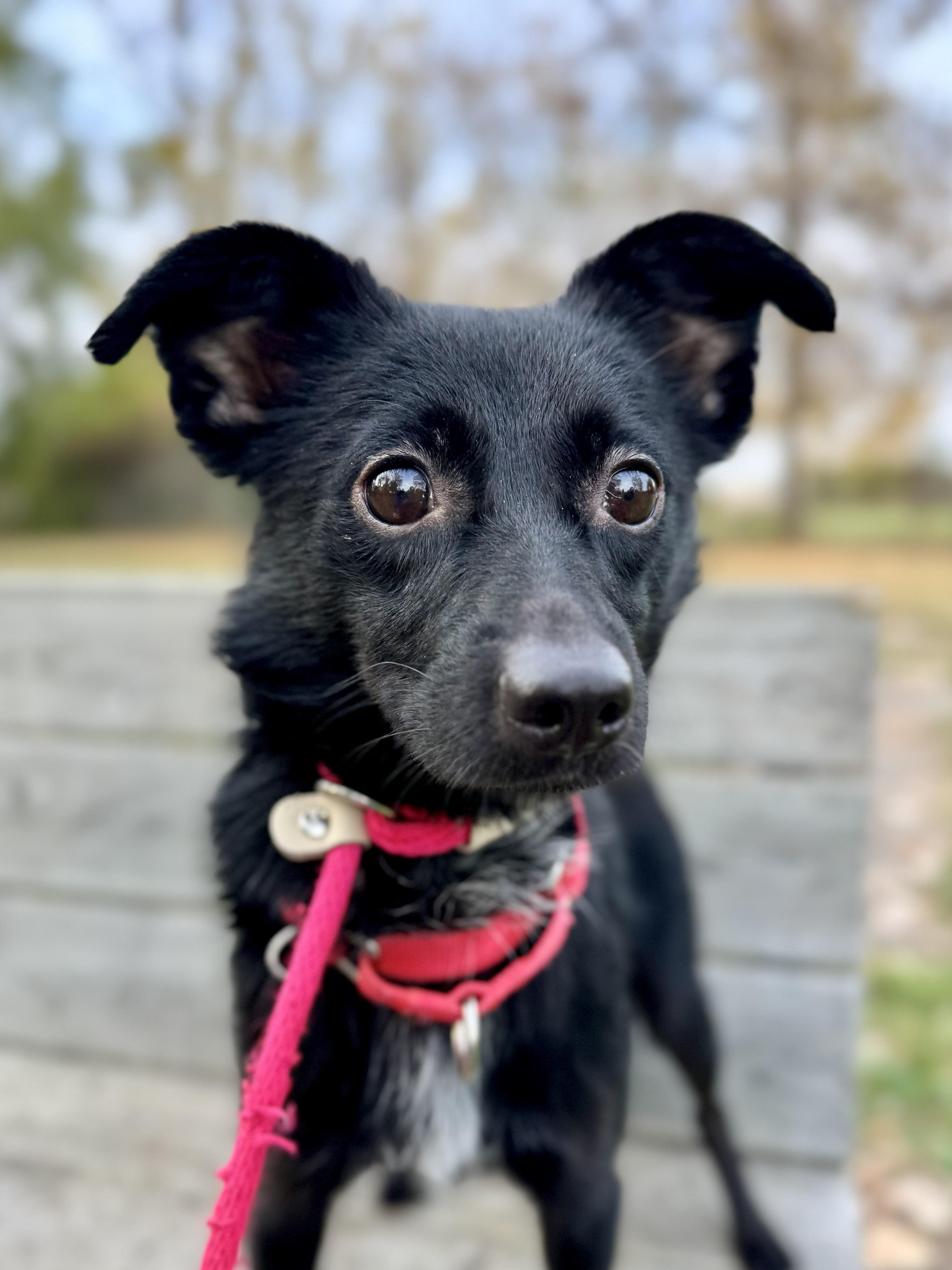 Silo, Adopted, Young Male Mixed Breed.