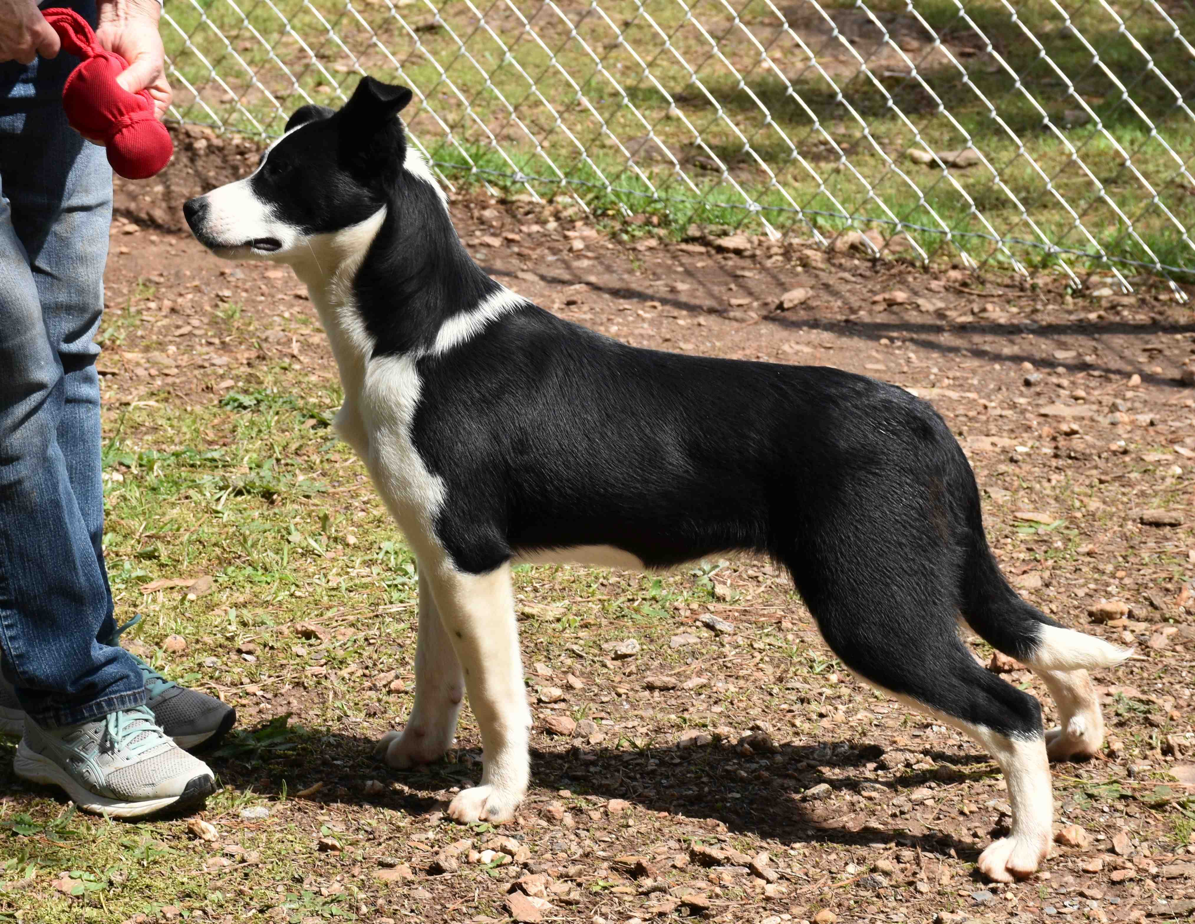 Tammy, a Adoptable mixed breed in Wedowee, AL image 3/6