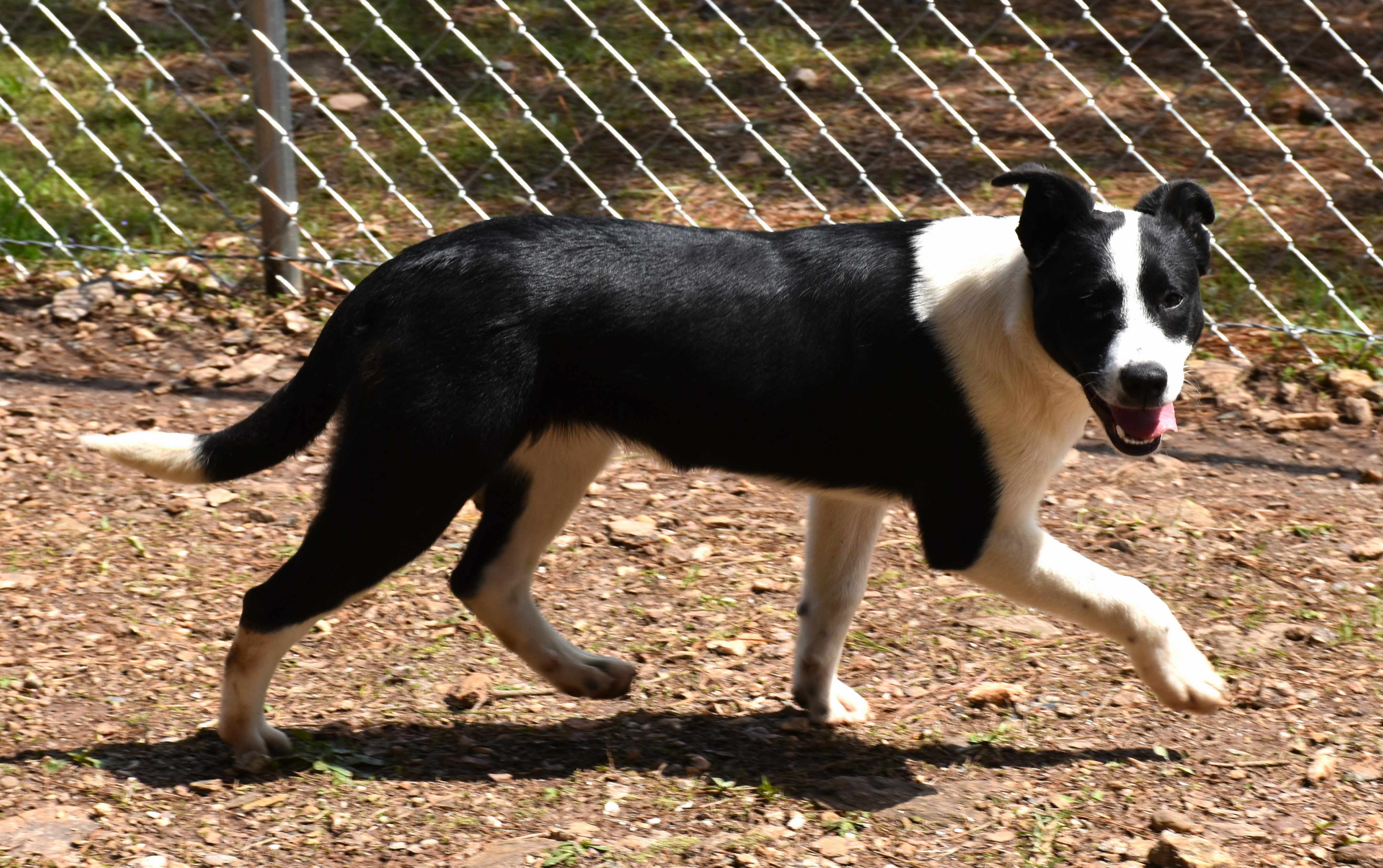 Tammy, a Adoptable mixed breed in Wedowee, AL image 5/6