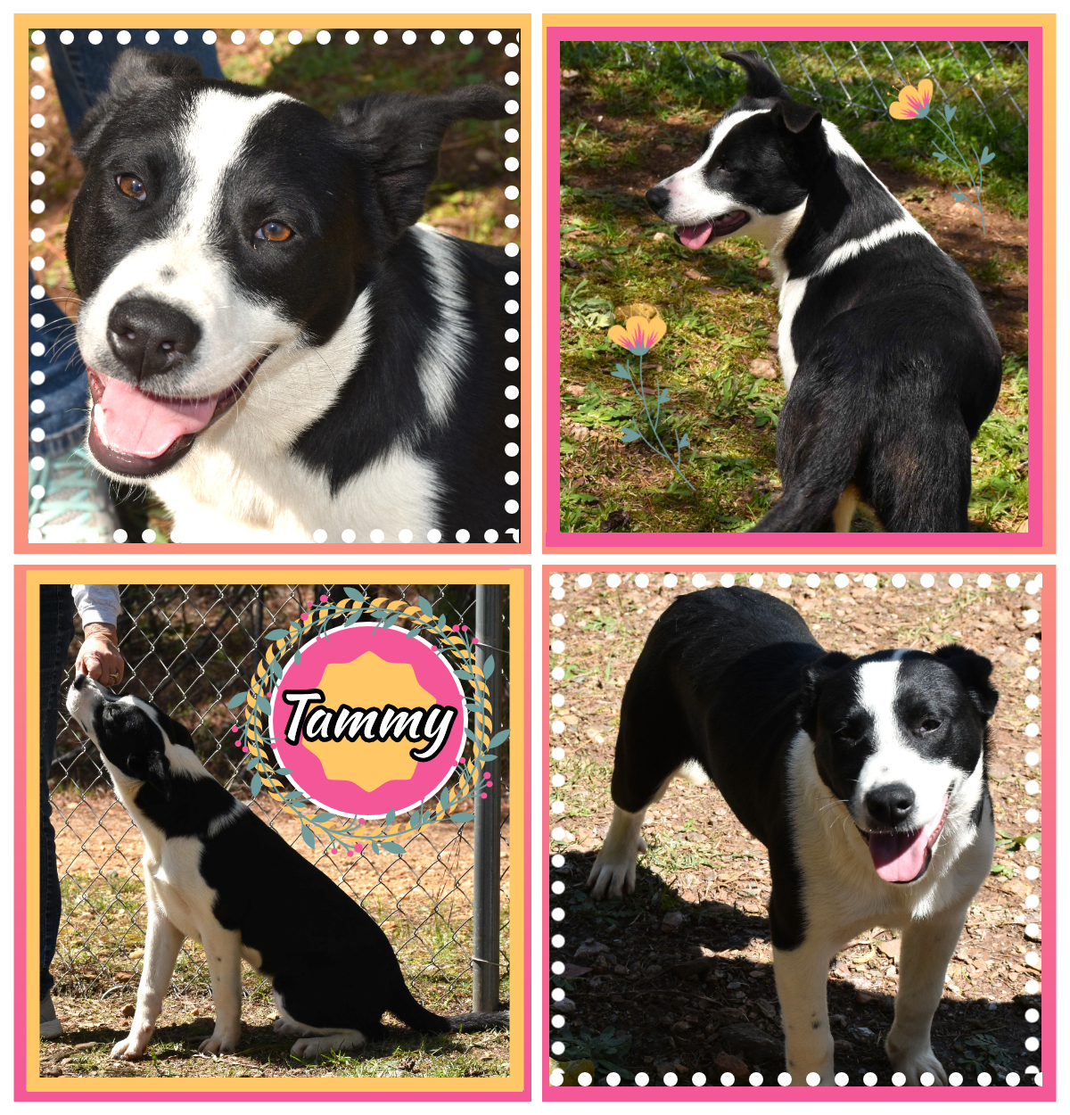 Tammy, Adoptable, Adult Female Labrador Retriever.