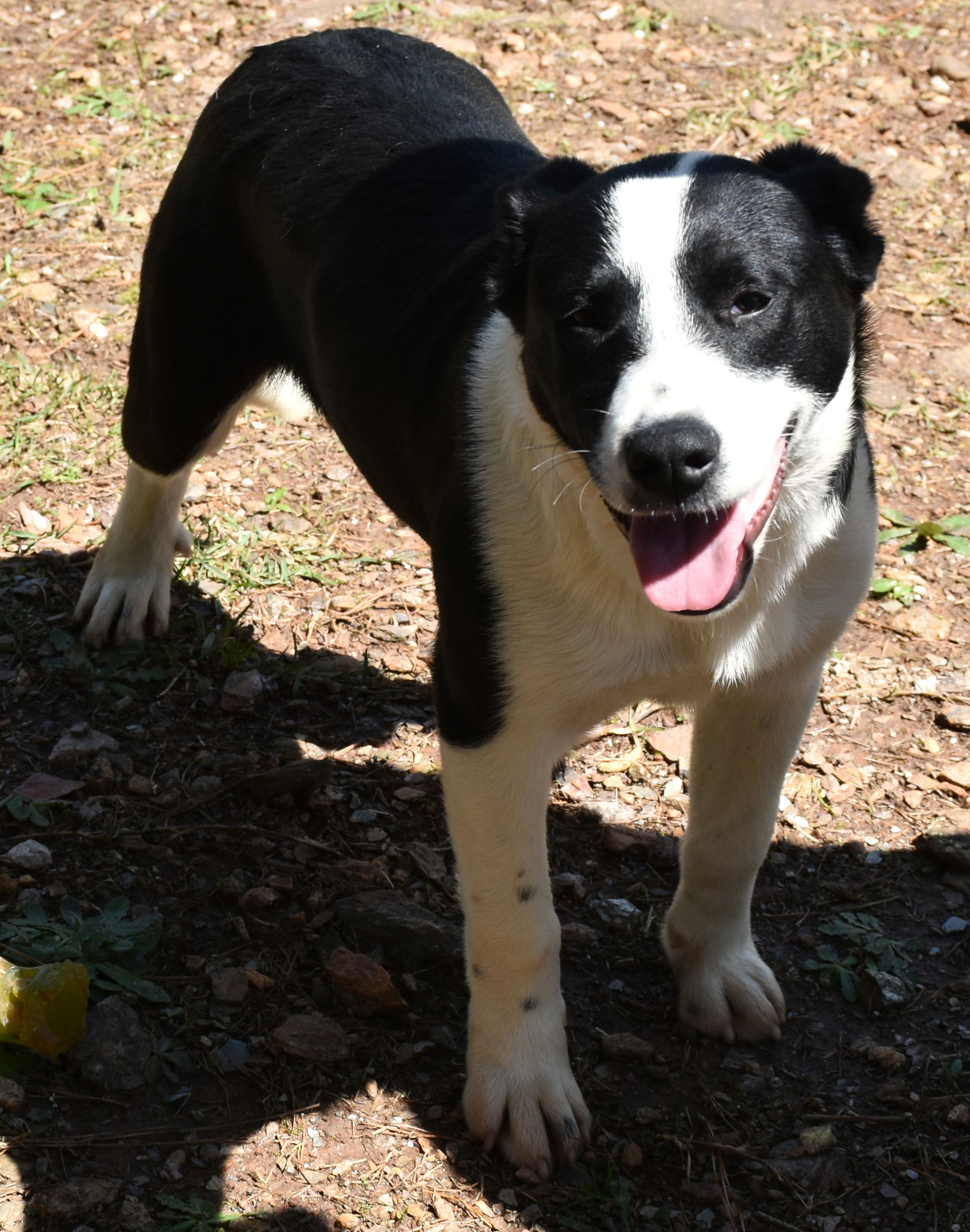Tammy, a Adoptable mixed breed in Wedowee, AL image 4/6