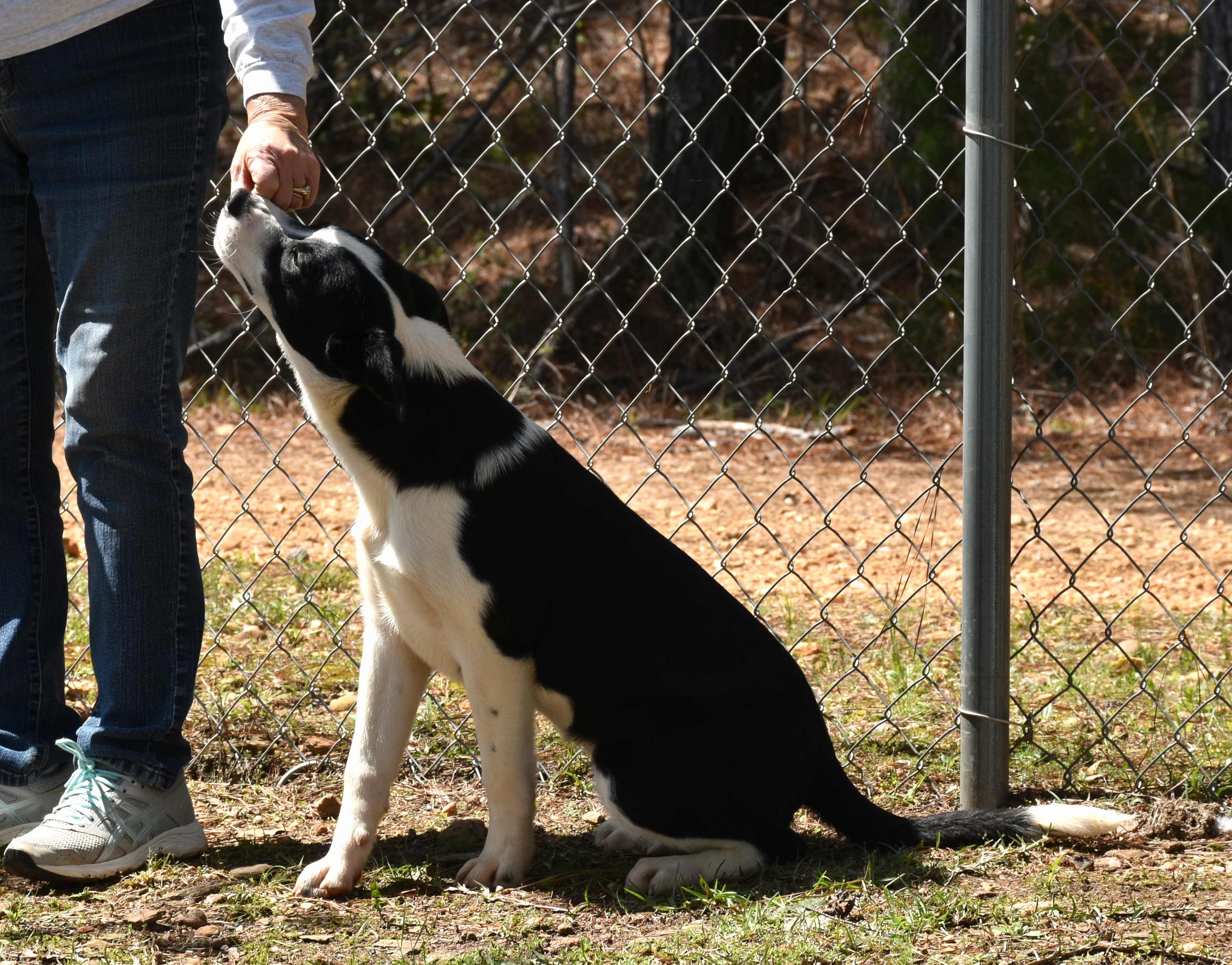 Tammy, a Adoptable mixed breed in Wedowee, AL image 6/6