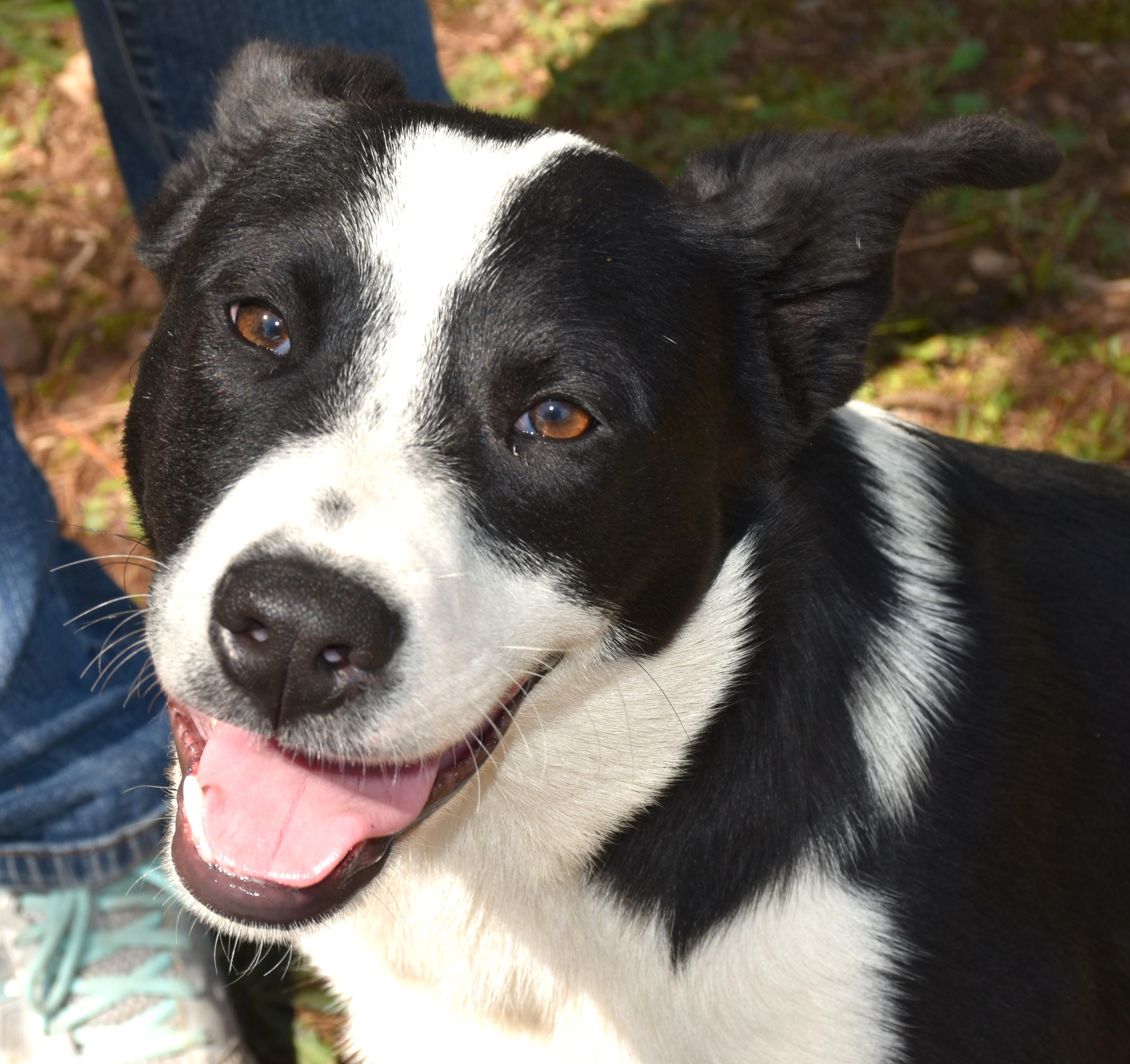 Tammy, a Adoptable mixed breed in Wedowee, AL image 2/6