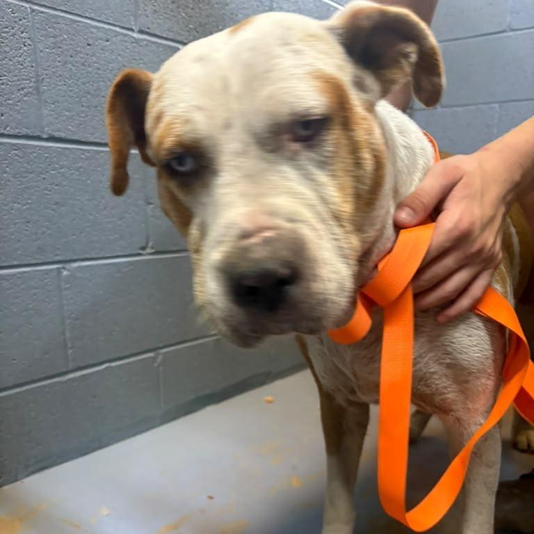 Zephyrus, Adoptable, Senior Male Mixed Breed.
