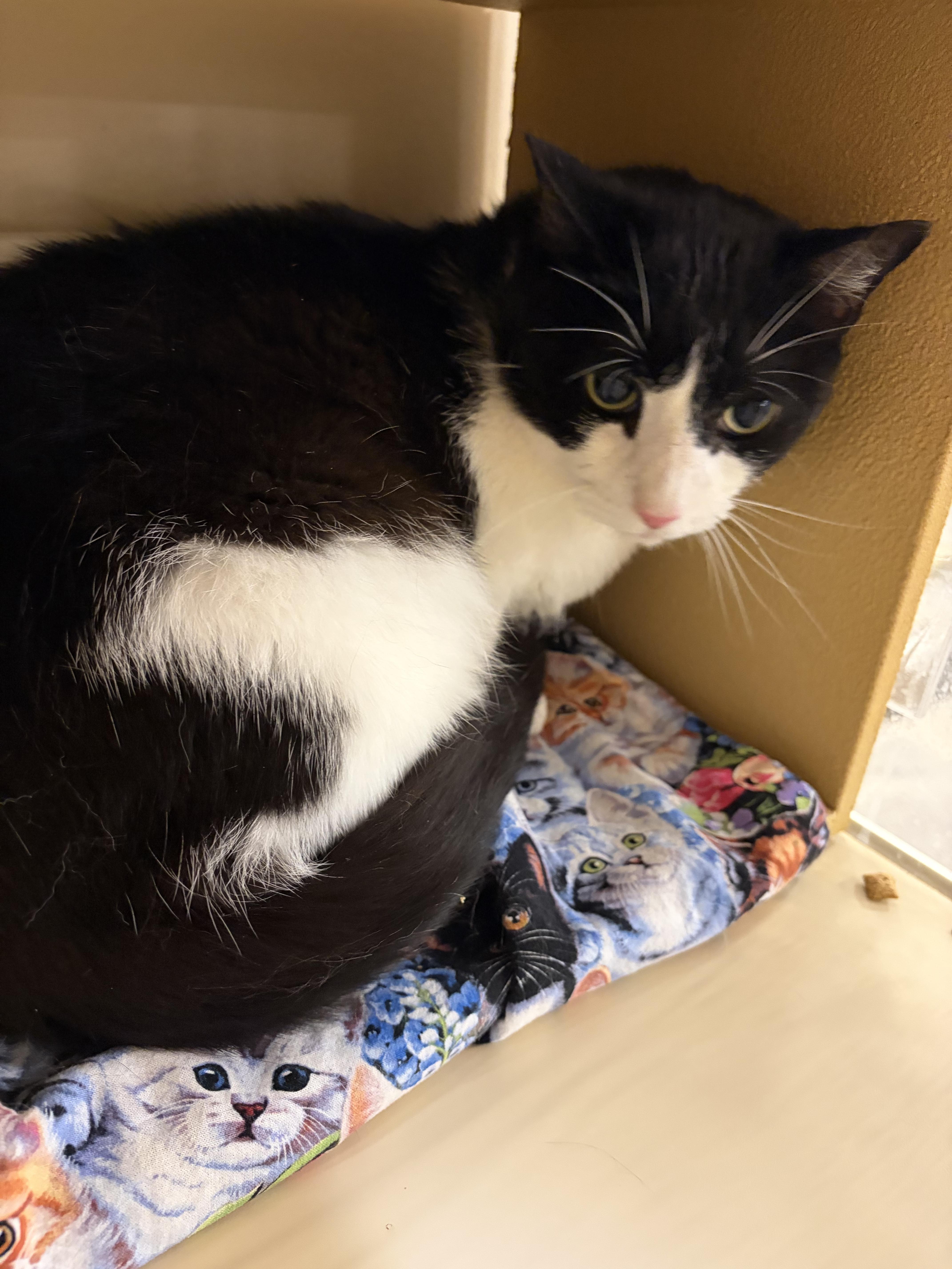 Enlarge Big Boy, a Adoptable Domestic Short Hair in DeWitt, NY image 3/4
