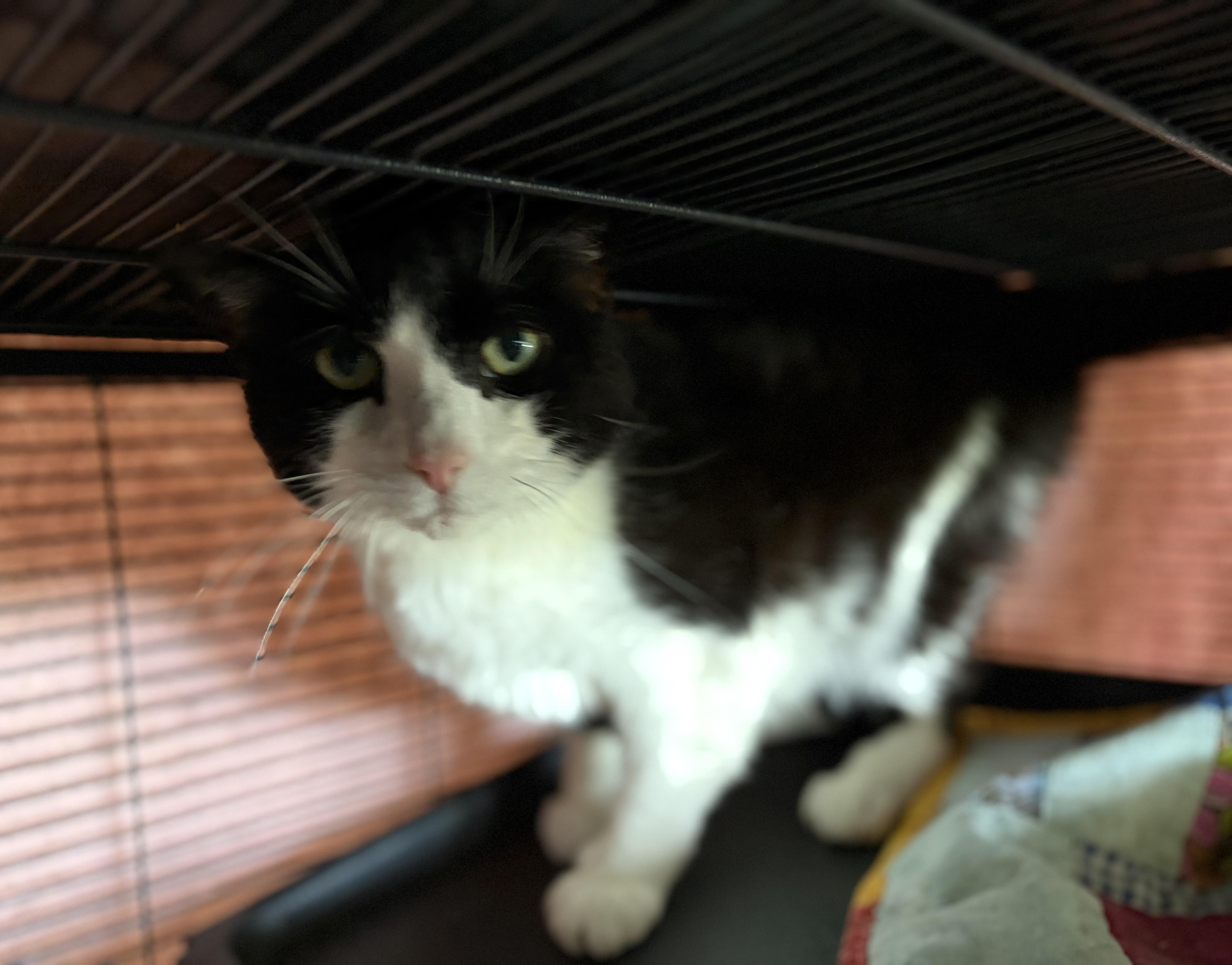 Enlarge Big Boy, a Adoptable Domestic Short Hair in DeWitt, NY image 2/4