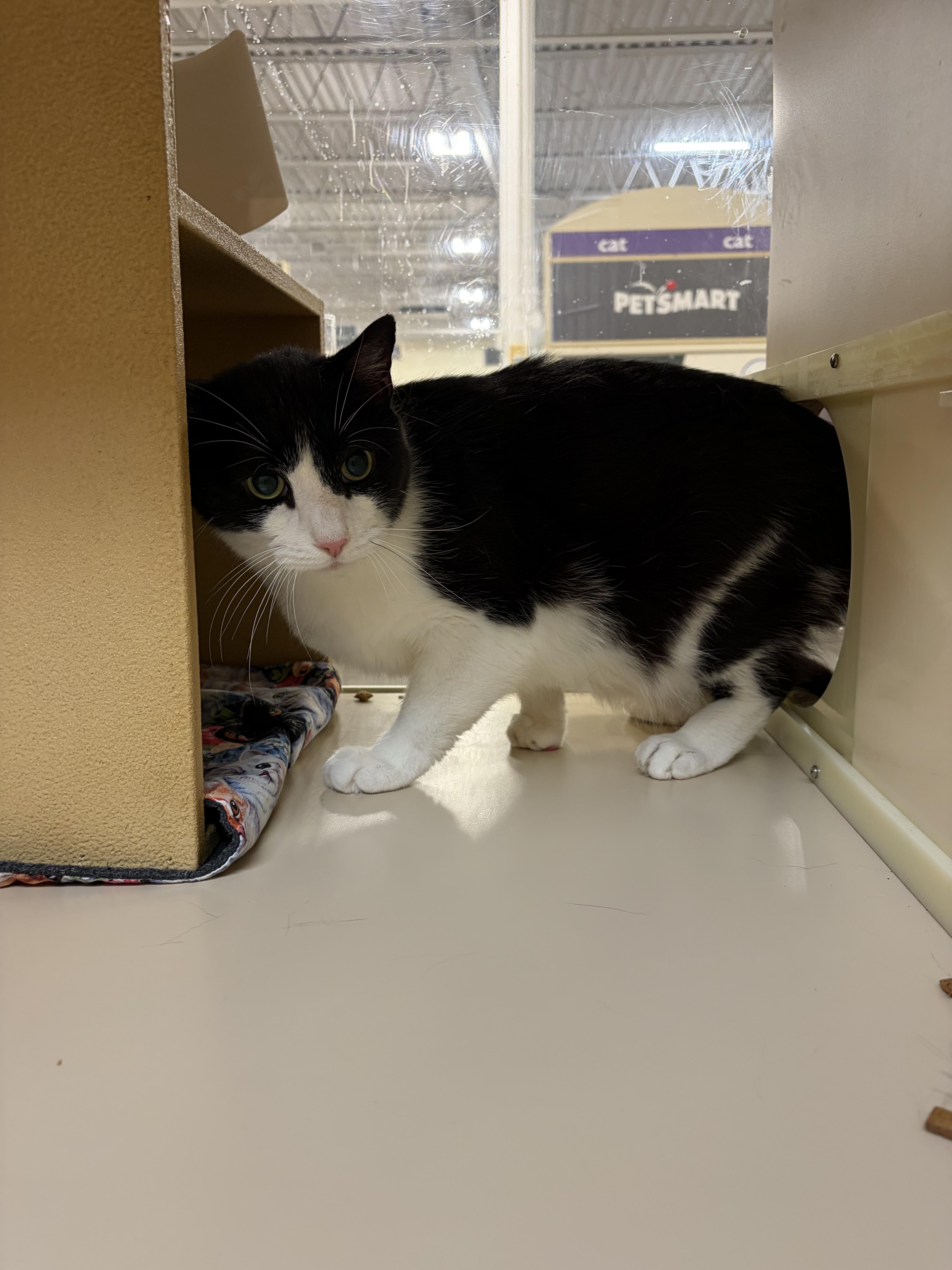 Enlarge Big Boy, a Adoptable Domestic Short Hair in DeWitt, NY image 4/4