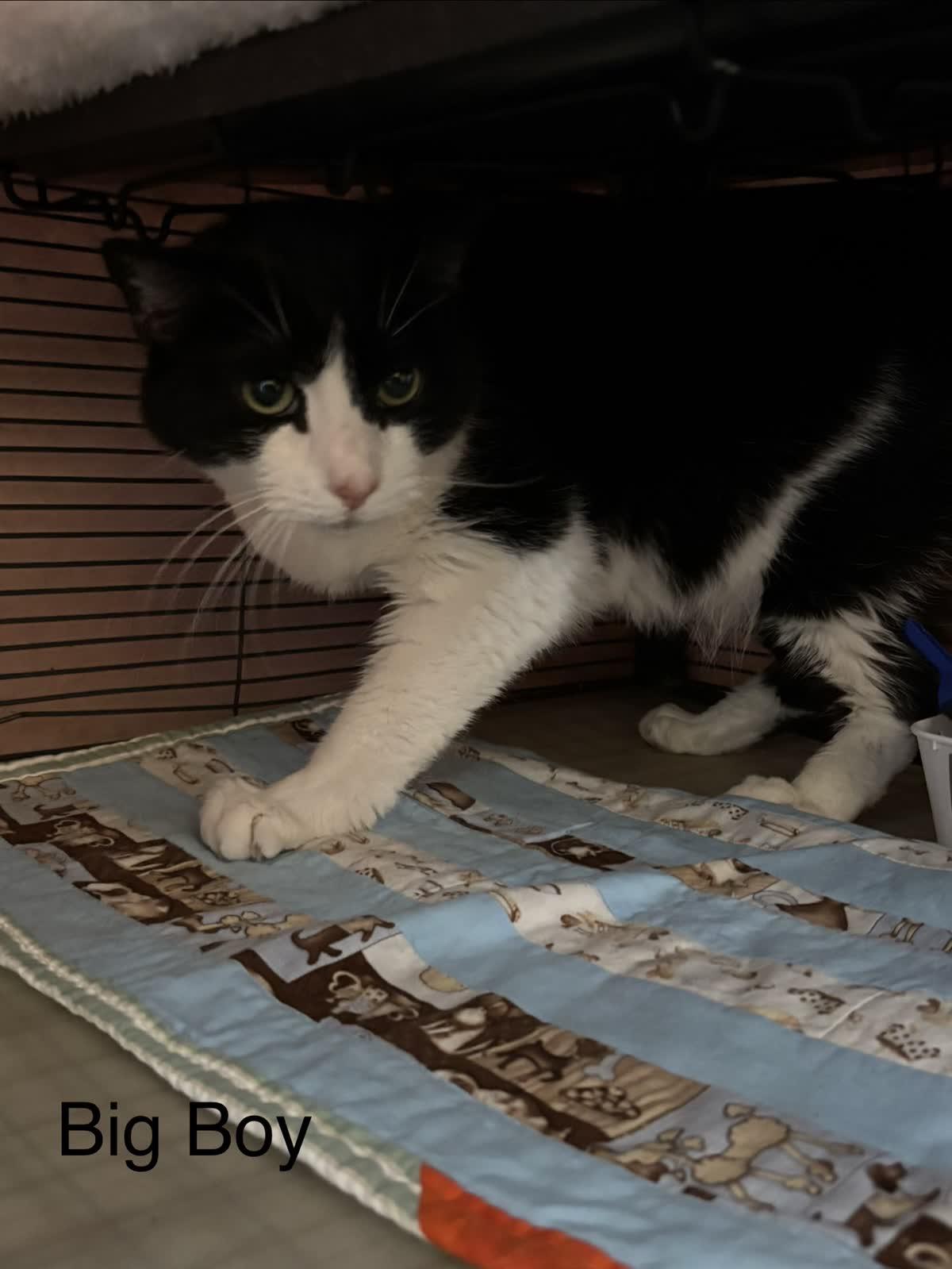 Big Boy, Adoptable, Adult Male Domestic Short Hair.