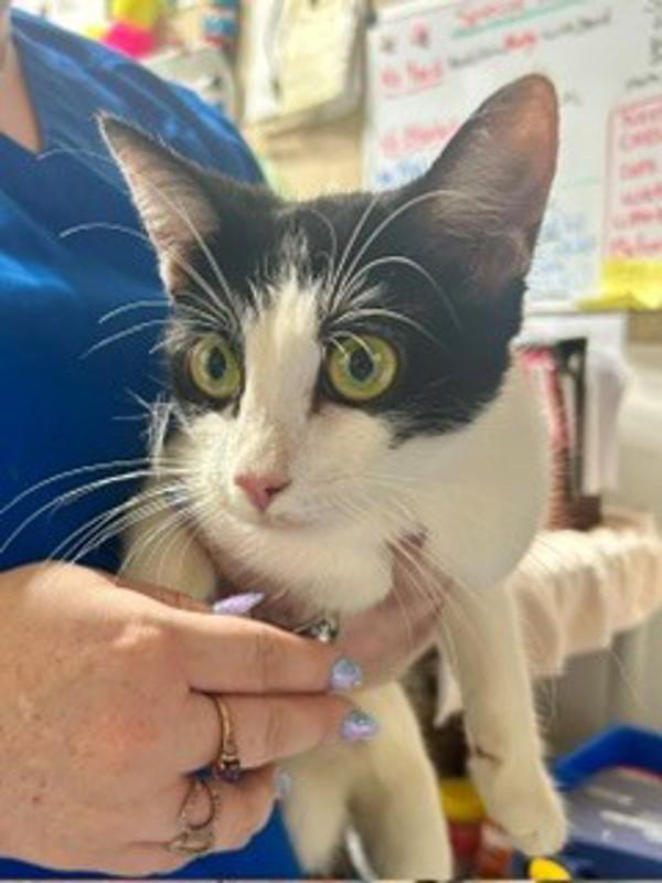 26-06-1829 Lorelei, Adoptable, Adult Female Domestic Short Hair.