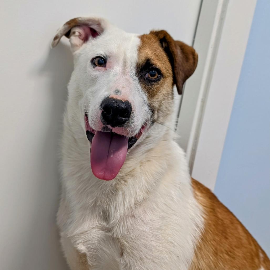 Enlarge Neville Longbottom, a Adoptable mixed breed in Winchester, TN image 1/3