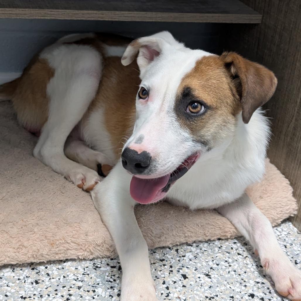 Enlarge Neville Longbottom, a Adoptable mixed breed in Winchester, TN image 2/3