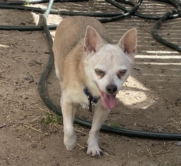 Bryant, Adoptable, Senior Male Chihuahua.