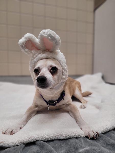 Enlarge Bryant, a Adoptable mixed breed in El Cajon, CA image 2/2