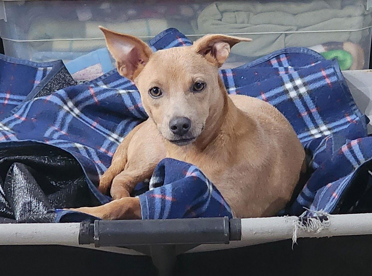 Henry, Adoptable, Puppy Male Dachshund.