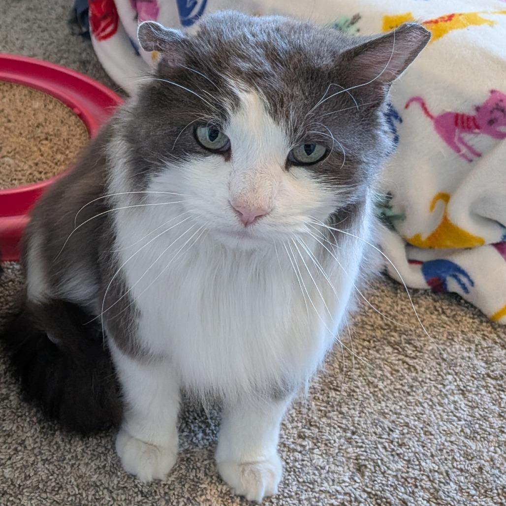 Moose, Adoptable, Adult Male Domestic Long Hair.