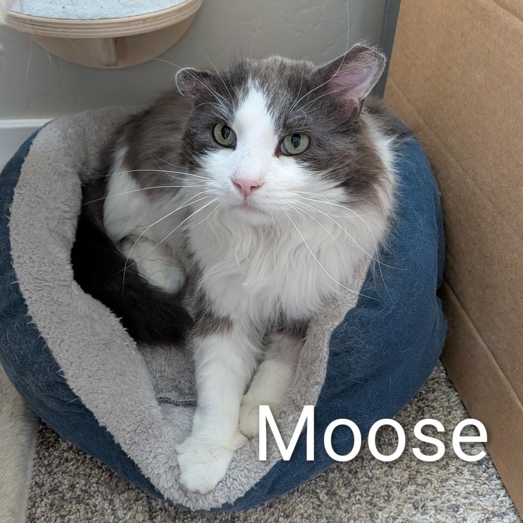 Enlarge Moose, a Adoptable Domestic Long Hair in Layton, UT image 2/3