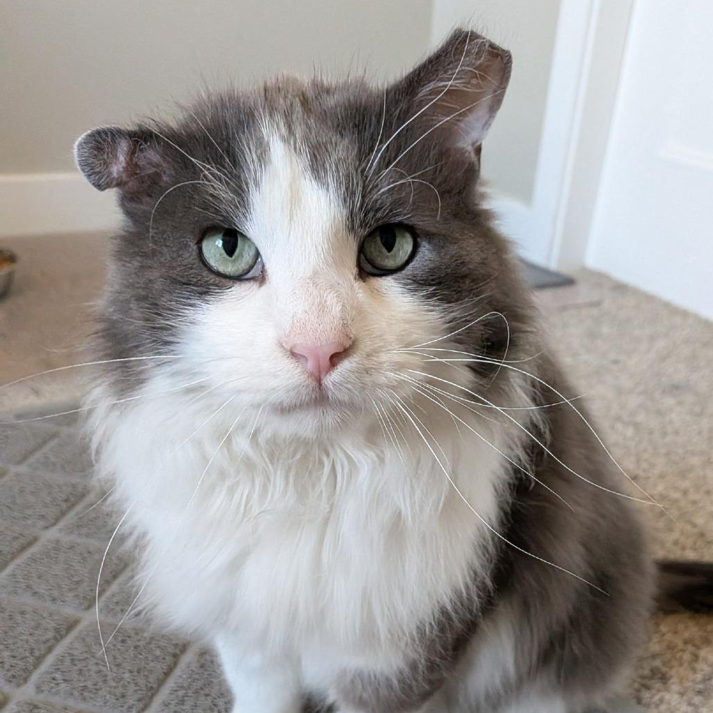 Moose, a Adoptable Domestic Long Hair in Layton, UT image 3/6