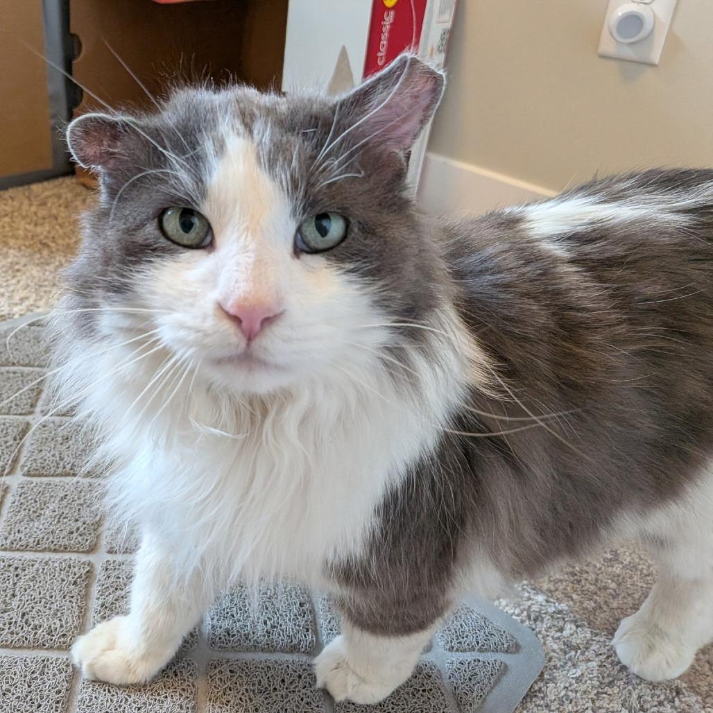 Moose, a Adoptable Domestic Long Hair in Layton, UT image 4/6