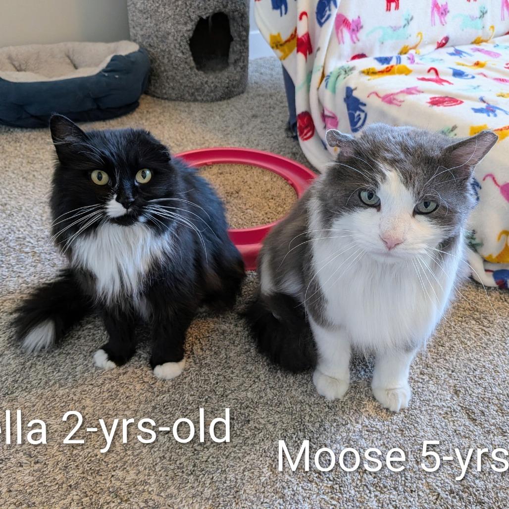 Moose, a Adoptable Domestic Long Hair in Layton, UT image 5/6