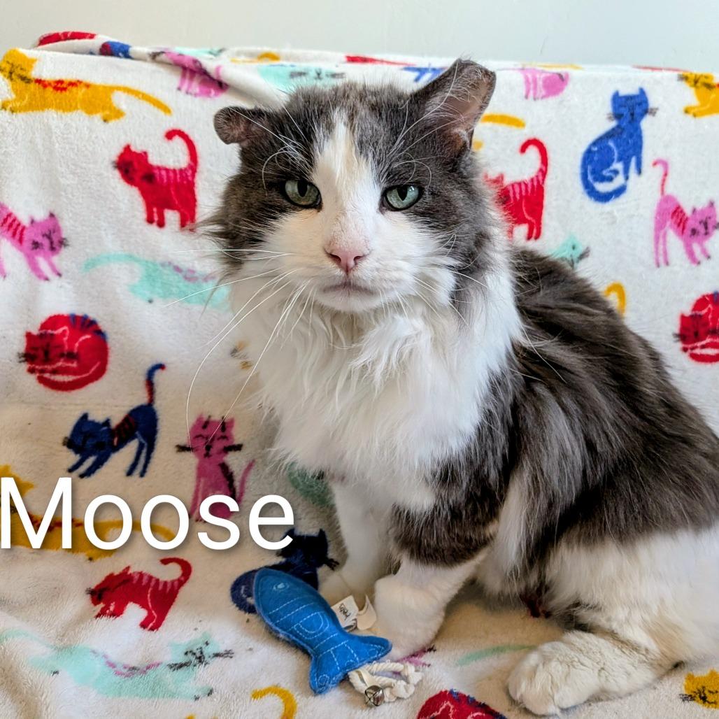 Enlarge Moose, a Adoptable Domestic Long Hair in Layton, UT image 3/3