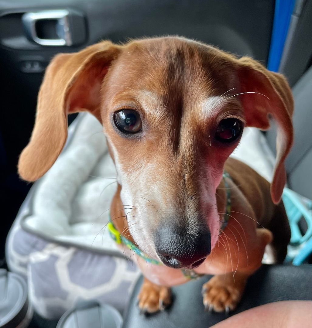 Enlarge Dodger, a Adopted Dachshund in Moncks Corner, SC image 1/12