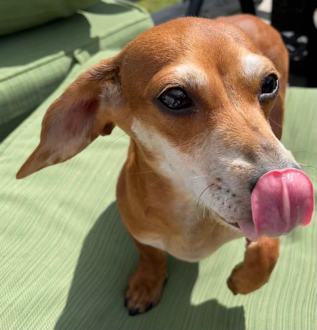 Enlarge Dodger, a Adopted Dachshund in Moncks Corner, SC image 2/12