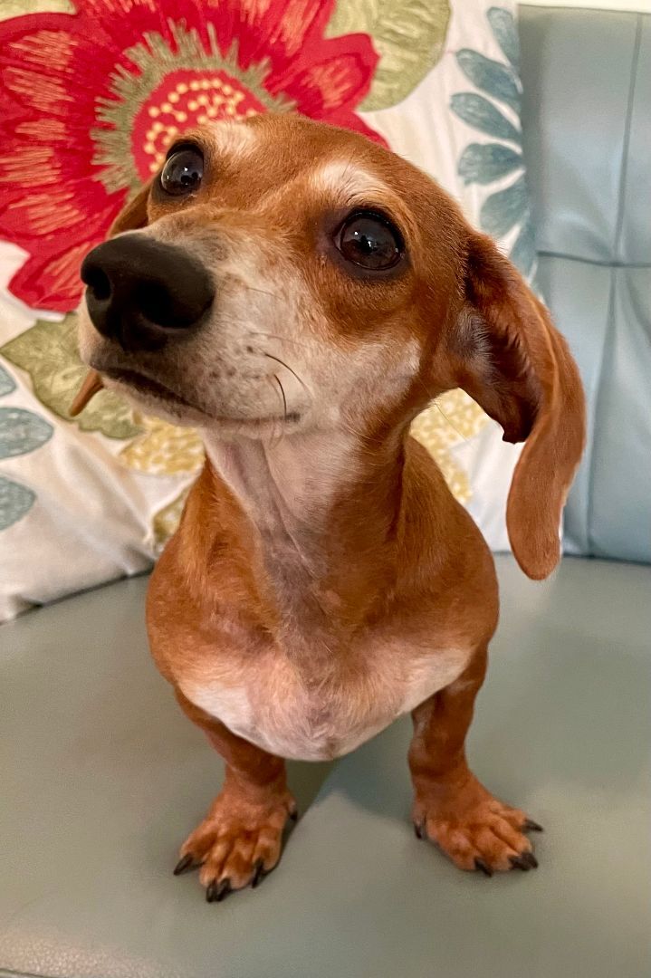 Enlarge Dodger, a Adopted Dachshund in Moncks Corner, SC image 3/12