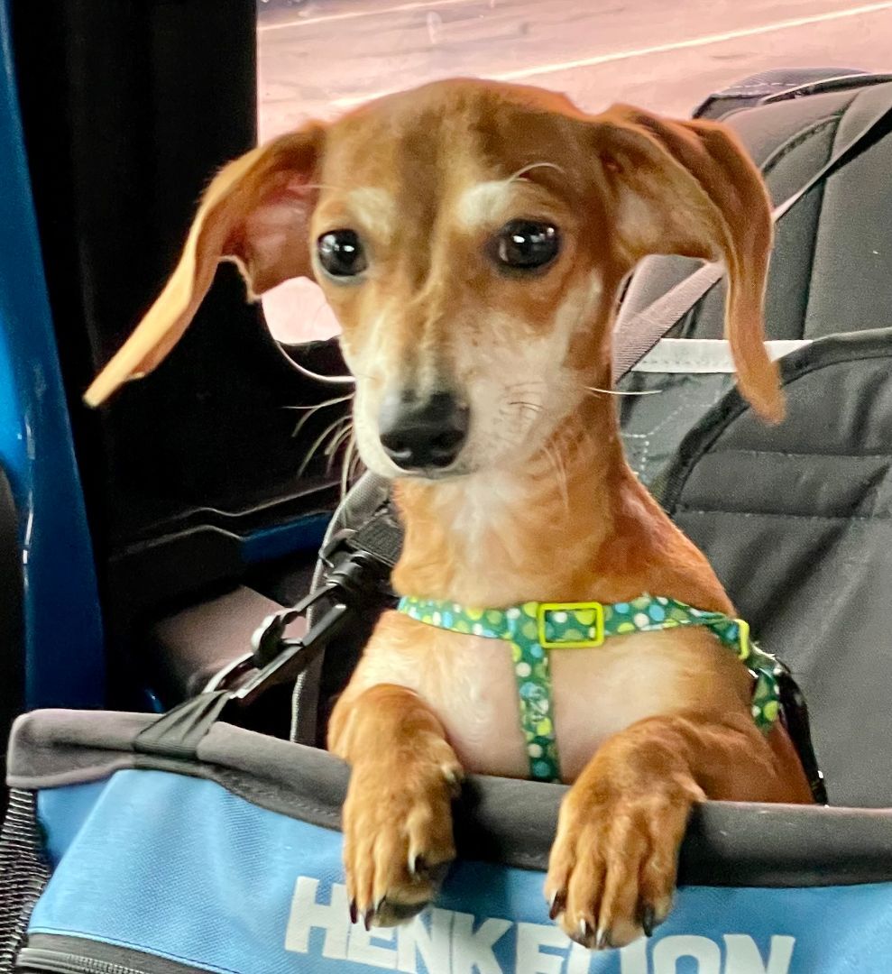 Enlarge Dodger, a Adopted Dachshund in Moncks Corner, SC image 4/12