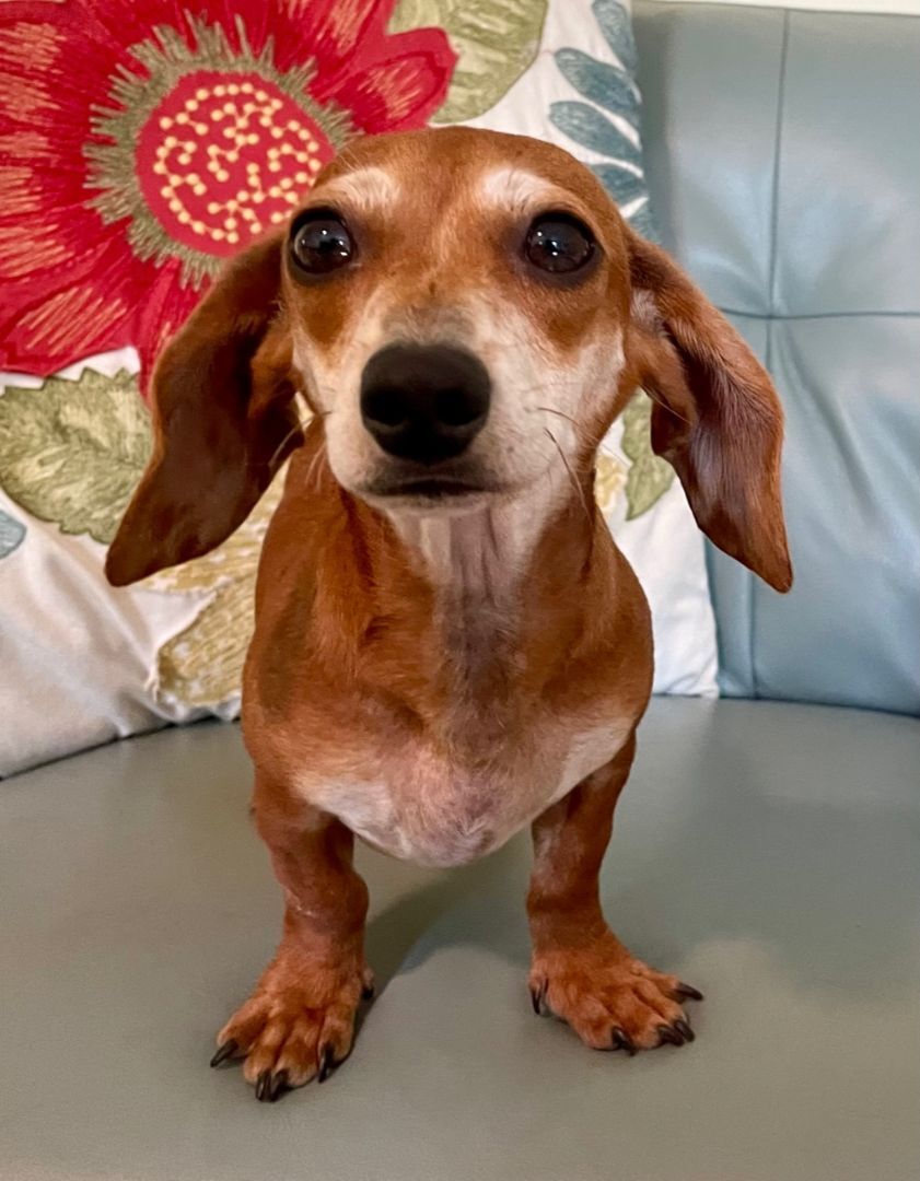 Enlarge Dodger, a Adopted Dachshund in Moncks Corner, SC image 5/12