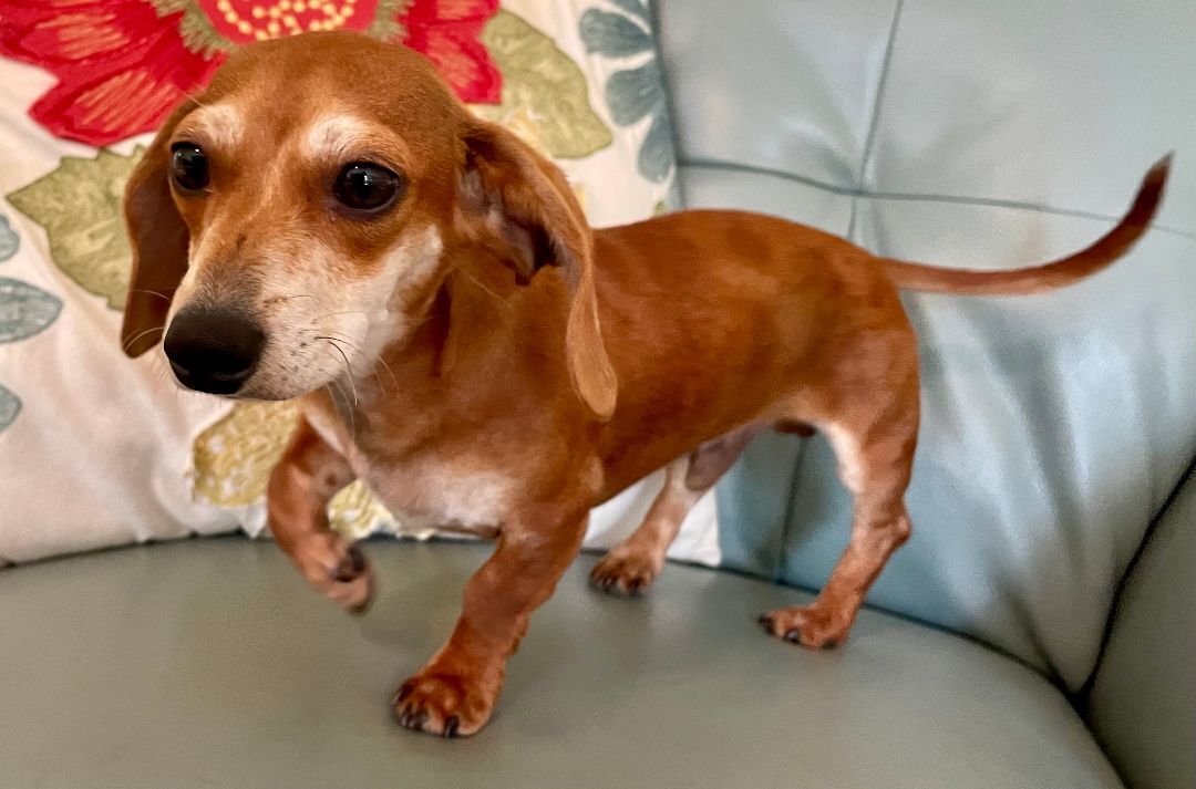 Enlarge Dodger, a Adopted Dachshund in Moncks Corner, SC image 6/12