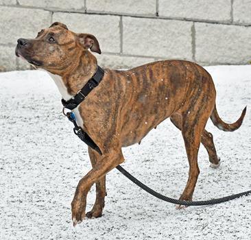 Enlarge Stella, a Adoptable mixed breed in Cleveland, OH image 1/3