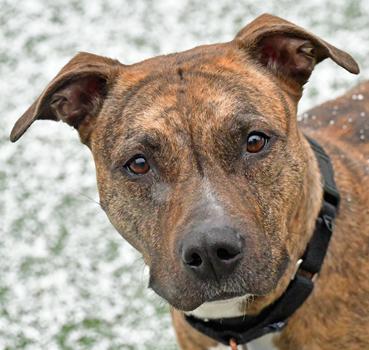 Enlarge Stella, a Adoptable mixed breed in Cleveland, OH image 2/5