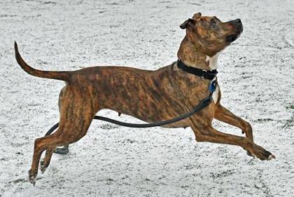 Enlarge Stella, a Adoptable mixed breed in Cleveland, OH image 3/3